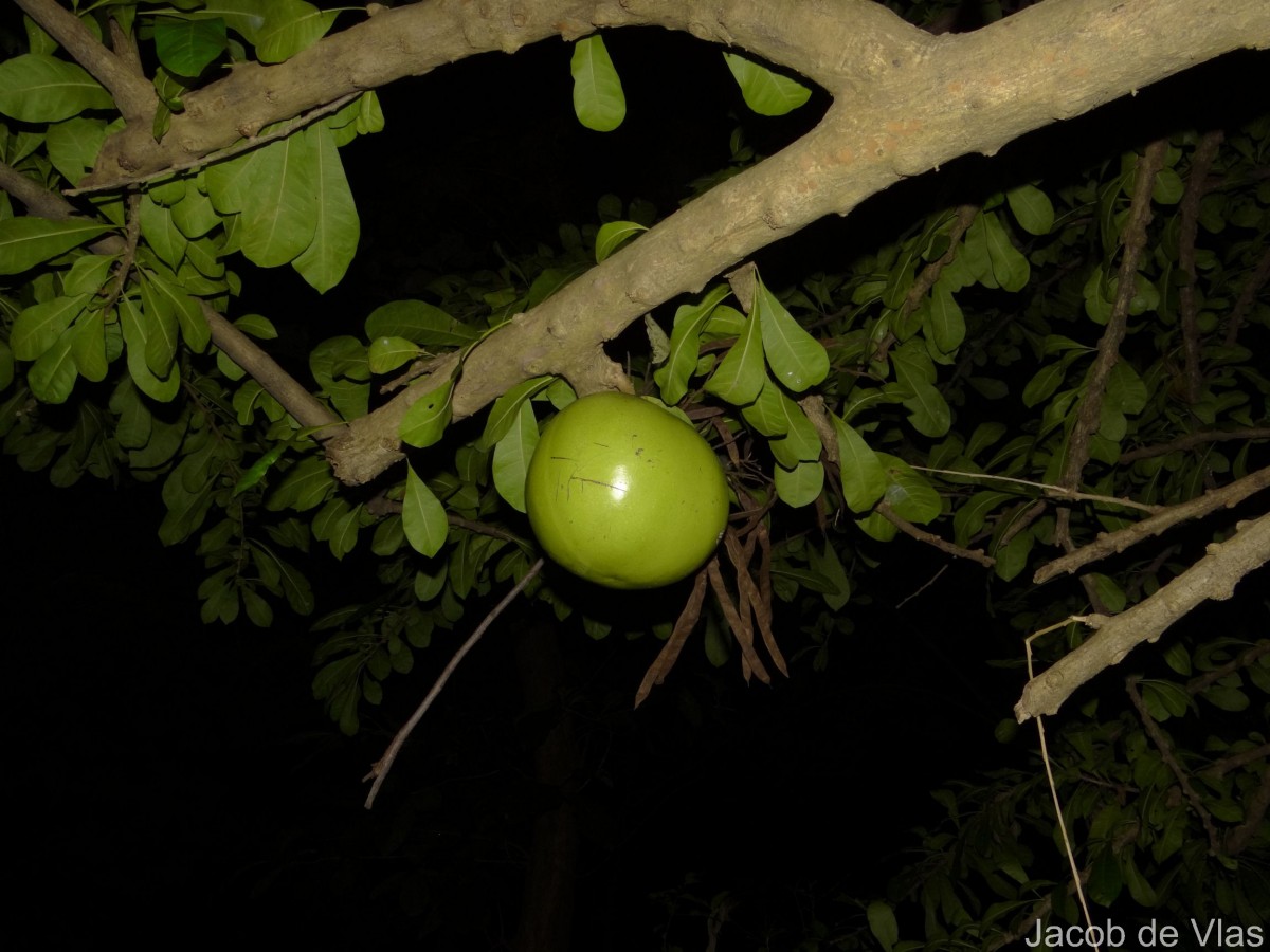 Crescentia cujete L.